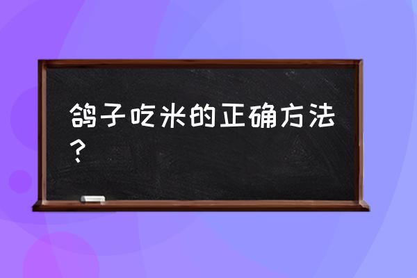 鸽子能不能吃大米 鸽子吃米的正确方法？