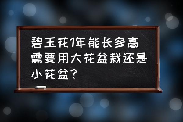 碧玉花用什么形状的花盆好看 碧玉花1年能长多高需要用大花盆栽还是小花盆？