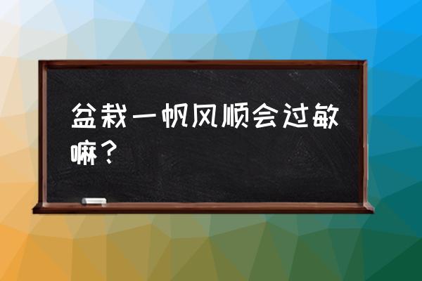 家里养花草过敏吗 盆栽一帆风顺会过敏嘛？