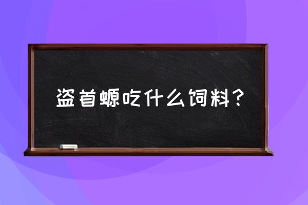 盗首螈吃什么饲料 盗首螈吃什么饲料？