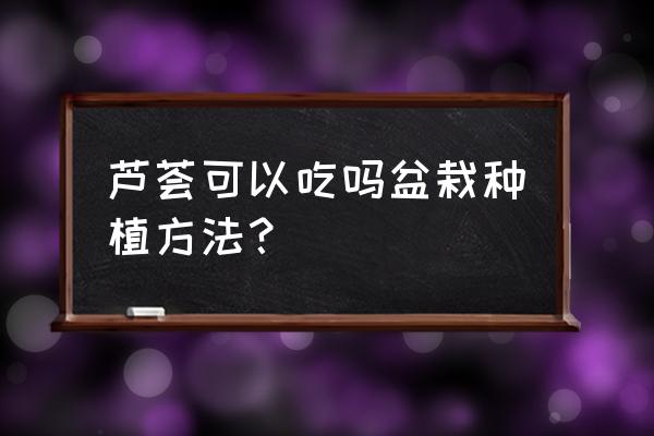 盆栽的芦荟可以吃吗 芦荟可以吃吗盆栽种植方法？