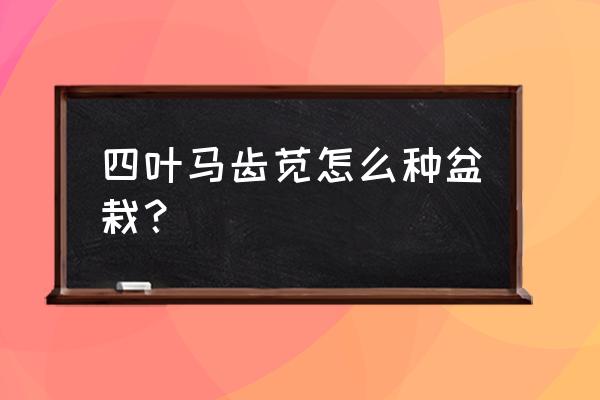 马齿苋盆栽怎么长得快 四叶马齿苋怎么种盆栽？