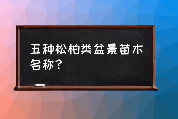 松树盆景的松树叫什么松 五种松柏类盆景苗木名称？