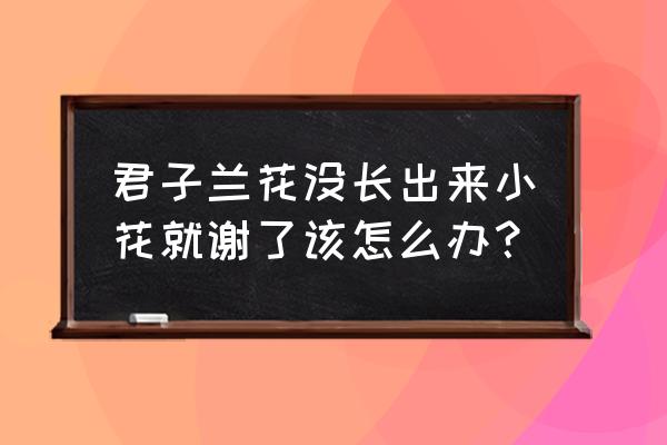 君子兰开花没有长出怎么办 君子兰花没长出来小花就谢了该怎么办？