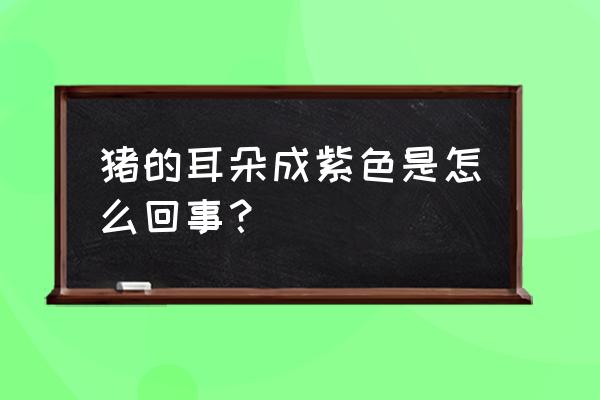 猪蓝耳病为啥耳朵发绀 猪的耳朵成紫色是怎么回事？