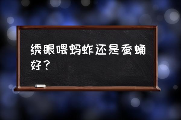 绣眼鸟饲料吃什么好 绣眼喂蚂蚱还是蚕蛹好？