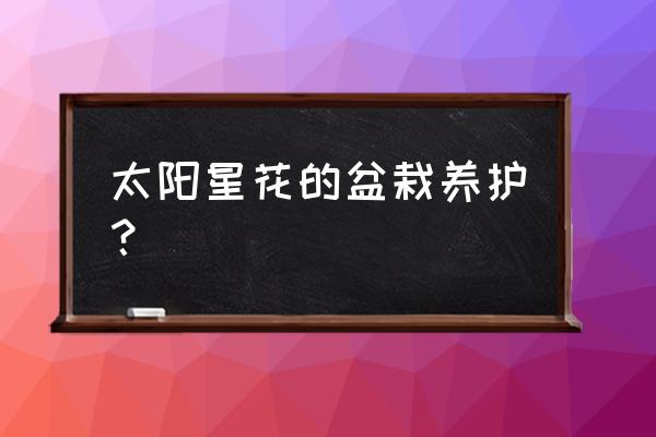 太阳花如何盆栽 太阳星花的盆栽养护？