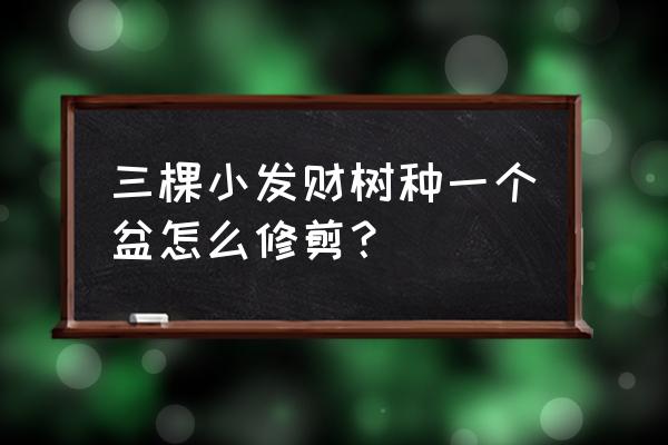 小型发财树如何修剪 三棵小发财树种一个盆怎么修剪？