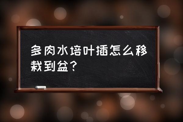 插千的多肉植物怎样上盆 多肉水培叶插怎么移栽到盆？