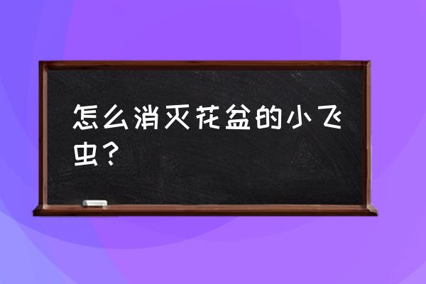 花盆里招小飞虫怎么处理 怎么消灭花盆的小飞虫？