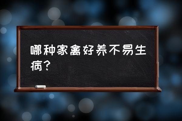 养殖业什么动物不生病 哪种家禽好养不易生病？