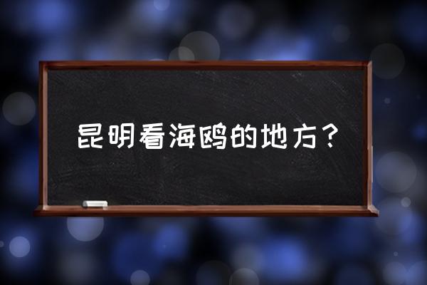 昆明哪个地方有海鸥看 昆明看海鸥的地方？