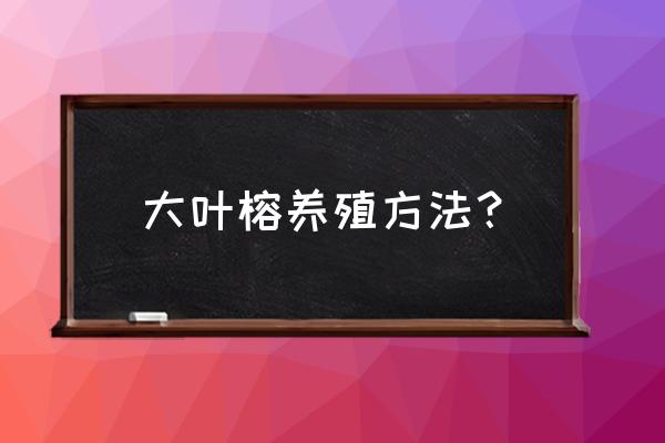 雅安哪里有大叶榕树苗 大叶榕养殖方法？