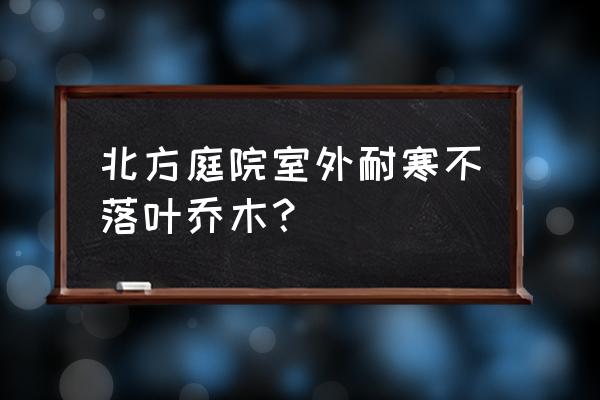 庭院不落叶有什么小乔木 北方庭院室外耐寒不落叶乔木？