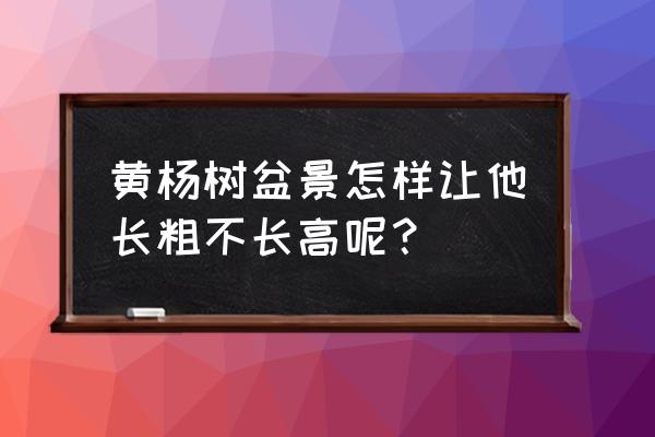 怎样让盆景长粗不长高 黄杨树盆景怎样让他长粗不长高呢？