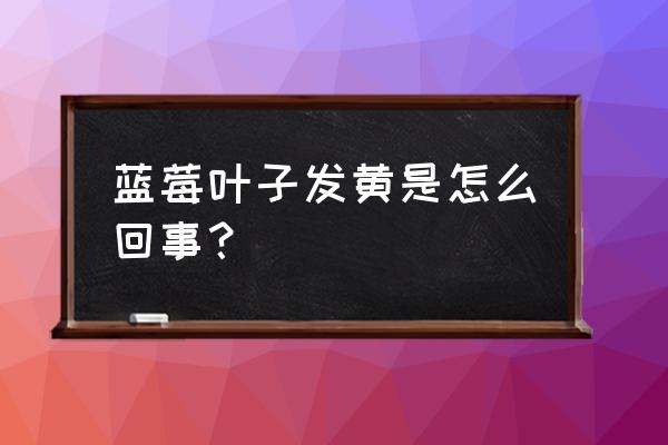 蓝莓叶子发黄施氮肥吗 蓝莓叶子发黄是怎么回事？