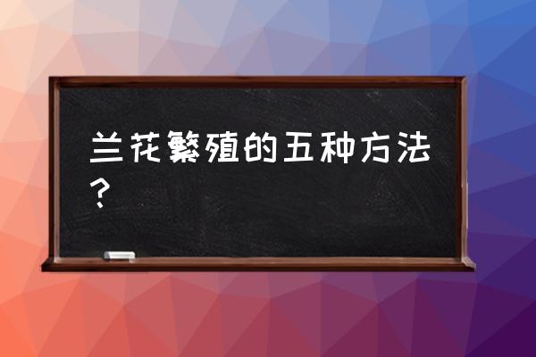 兰花怎么样繁殖 兰花繁殖的五种方法？