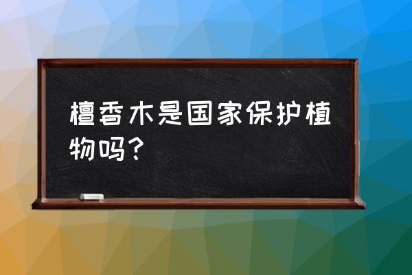 四川檀香树长什么样 檀香木是国家保护植物吗？