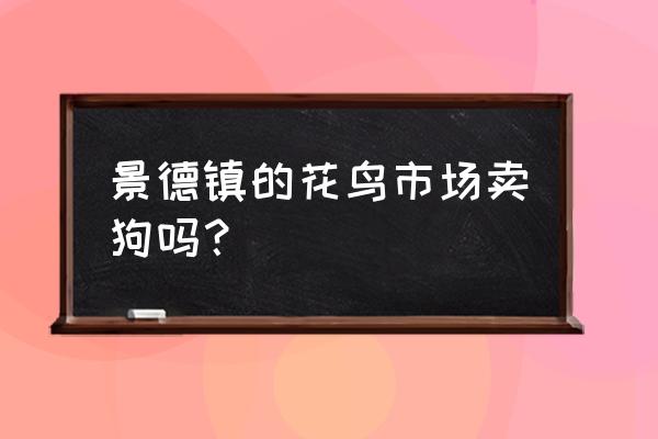 景德镇哪里有纯种马犬出售 景德镇的花鸟市场卖狗吗？