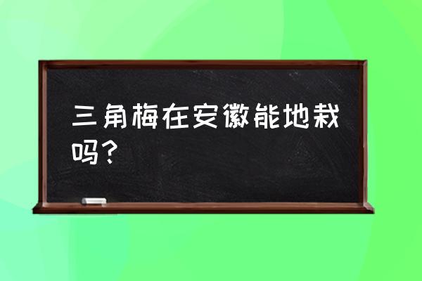 三角梅适合在安徽种植吗 三角梅在安徽能地栽吗？