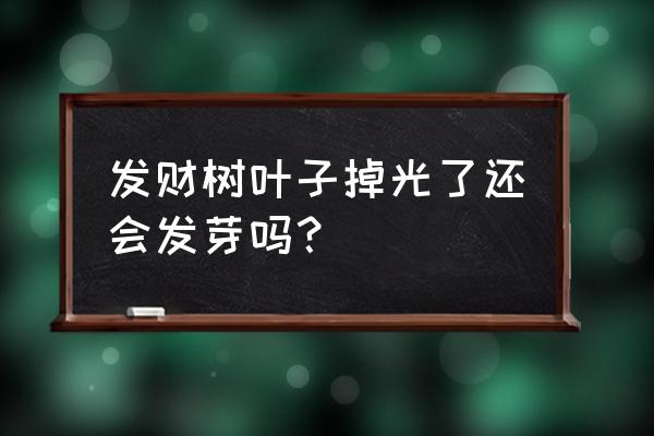 发财树的叶子掉完了还能活吗 发财树叶子掉光了还会发芽吗？