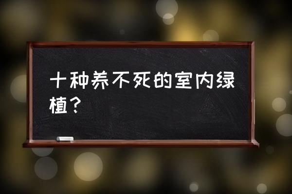 室内应该摆放什么植物 十种养不死的室内绿植？