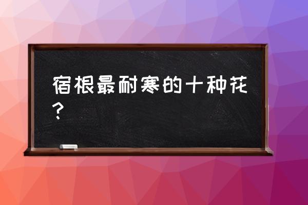 露地宿根花卉都有哪些 宿根最耐寒的十种花？