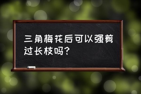 三角梅开花后怎么剪枝 三角梅花后可以强剪过长枝吗？