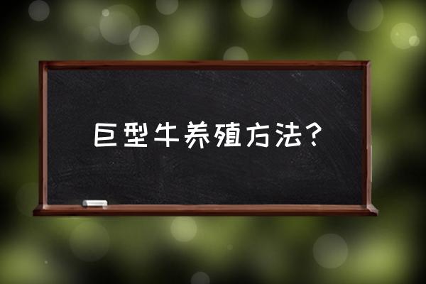 如何大规模养牛 巨型牛养殖方法？