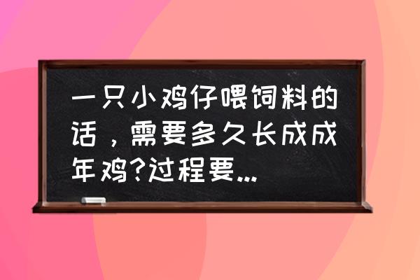 土鸡喂饲料多久能长大 一只小鸡仔喂饲料的话，需要多久长成成年鸡?过程要吃掉多少钱的饲料？