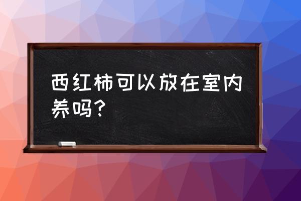 如何在家盆栽种植番茄 西红柿可以放在室内养吗？