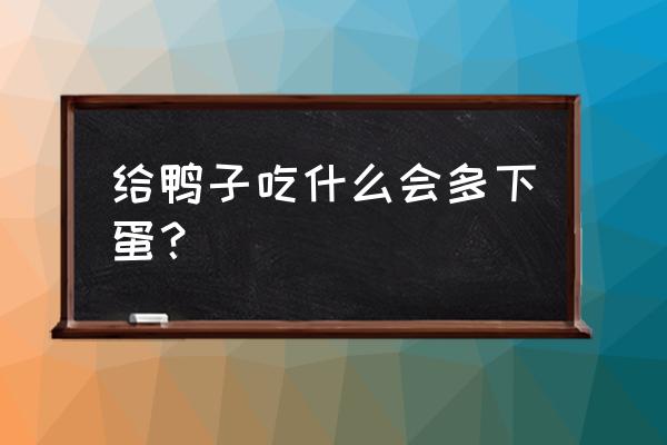 大鸭喂什么饲料下蛋 给鸭子吃什么会多下蛋？