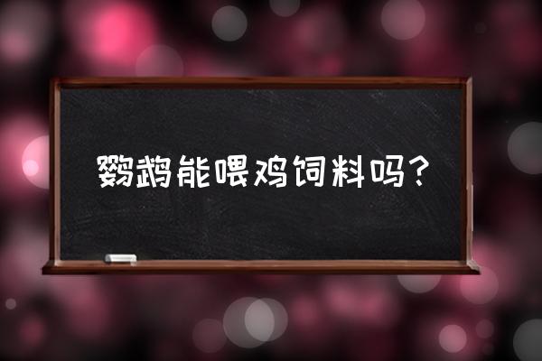 阜沙中心市场附近有没有鹦鹉饲料 鹦鹉能喂鸡饲料吗？