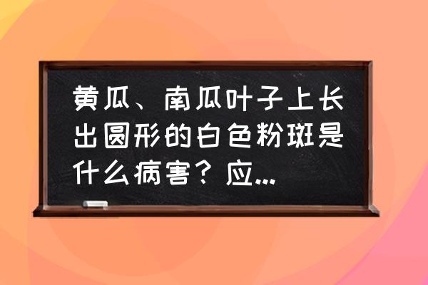 黄瓜叶子上有小黑虫子喷什么药好 黄瓜、南瓜叶子上长出圆形的白色粉斑是什么病害？应该怎么防治？