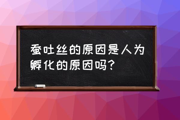 蚕宝宝会吐丝的简笔画 蚕吐丝的原因是人为孵化的原因吗？