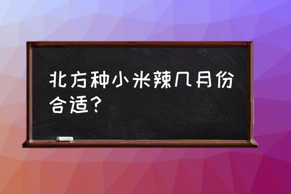 家庭种植小米辣教程 北方种小米辣几月份合适？