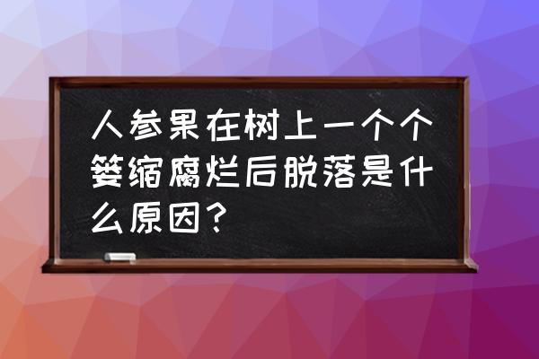 人参果整枝打杈 人参果在树上一个个篓缩腐烂后脱落是什么原因？