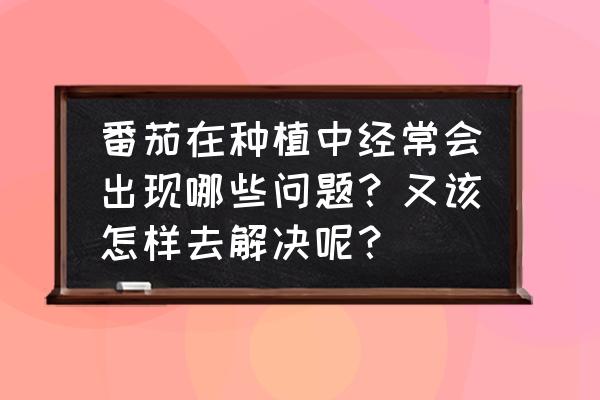 什么是西红柿根线虫病怎样防治 番茄在种植中经常会出现哪些问题？又该怎样去解决呢？