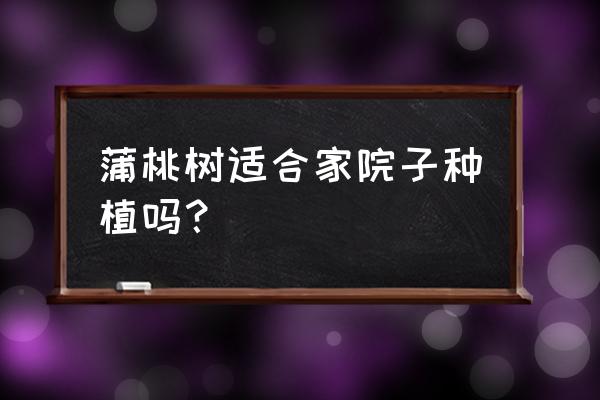 广西适合种什么桃树有市场 蒲桃树适合家院子种植吗？