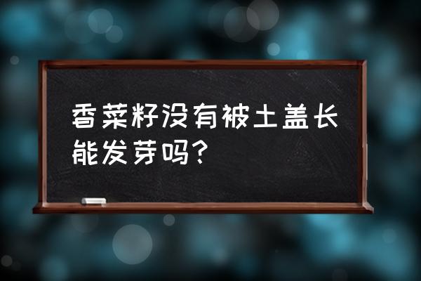 家庭种菜种子芽发在土表面 香菜籽没有被土盖长能发芽吗？