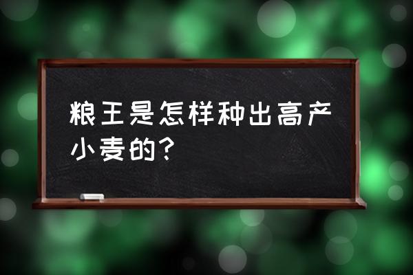 怎样才能种出高产量的小麦 粮王是怎样种出高产小麦的？