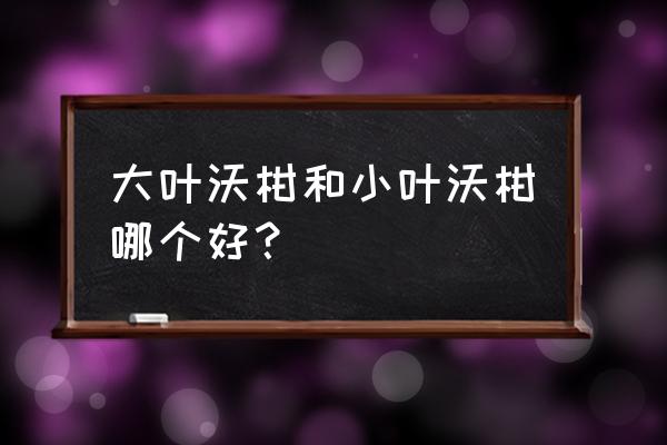 云南沃柑一般在哪个地方生产 大叶沃柑和小叶沃柑哪个好？