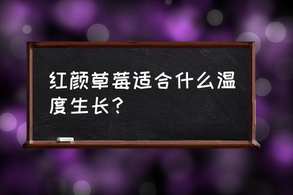 红颜草莓多少钱一斤 红颜草莓适合什么温度生长？