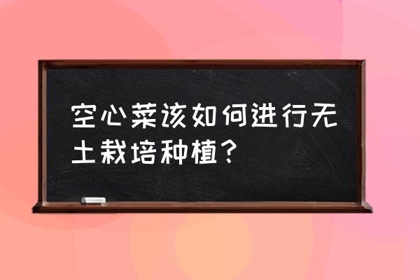 怎样种无土小青菜 空心菜该如何进行无土栽培种植？