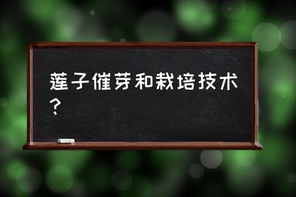 育苗催芽最简单方法 莲子催芽和栽培技术？