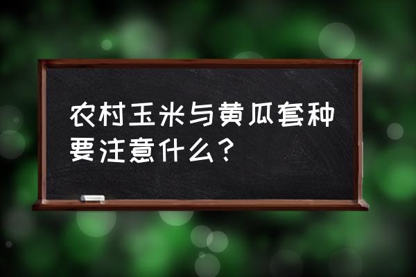 粘土做黄瓜怎么做 农村玉米与黄瓜套种要注意什么？