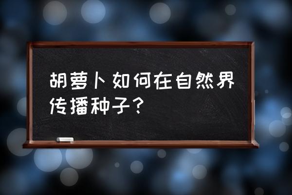 胡萝卜怎么传播种子 胡萝卜如何在自然界传播种子？