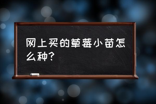 网上的树苗怎么栽活 网上买的草莓小苗怎么种？