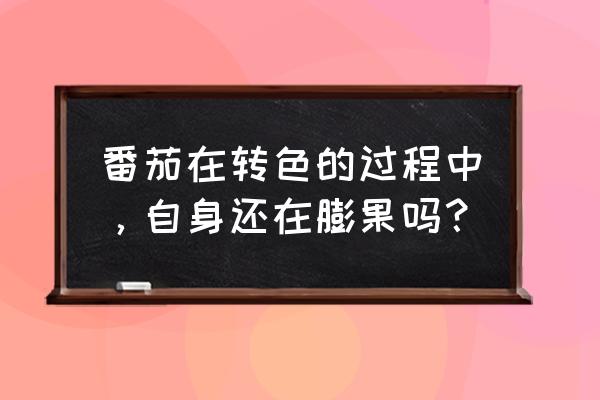 西红柿膨果用什么果最好 番茄在转色的过程中，自身还在膨果吗？