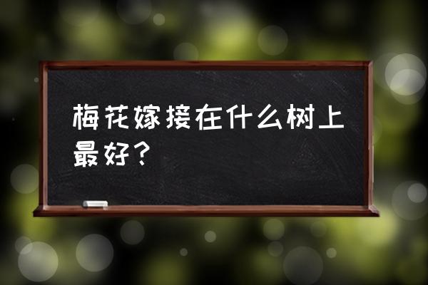 腊梅嫁接哪种方法最好 梅花嫁接在什么树上最好？